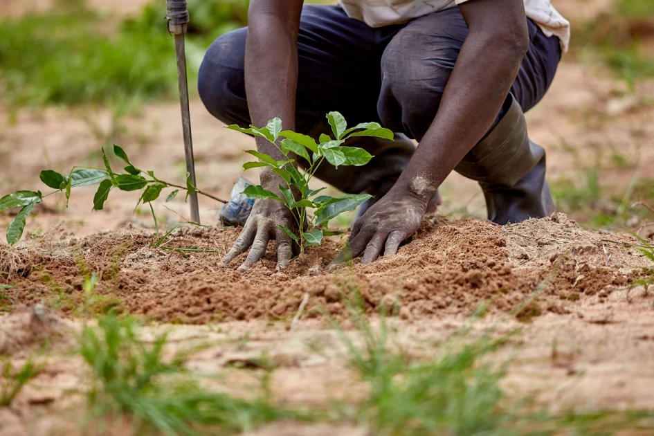 Forest Restoration